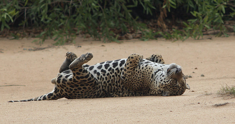 onça-pintada no Pantanal