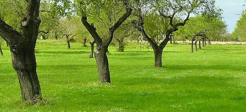 árvores ou cercas-vivas ajudam nas plantações